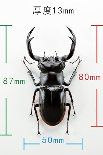 涅槃 ウエストウッディオオシカクワガタ フィギュア ウエストウッディ 大型ハナムグリ 冷蔵庫貼り 磁気飾り物 マグネット リアル 成虫 図鑑 昆虫 甲虫 樹脂 大人安心 プラモ おもちゃ 模型 完成品