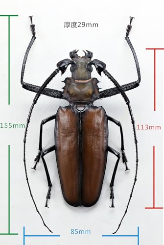 涅槃 エノプロセルス・アルミラトゥス フィギュア カミキリムシ Enoplocerus armillatus 冷蔵庫貼り 磁気飾り物 マグネット リアル 成虫 図鑑 昆虫 甲虫 樹脂 大人安心 プラモ おもちゃ 模型 完成品