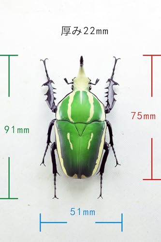 涅槃 ジャイアントアフリカンフラワービートル フィギュア ブルーウガンダテナガコガネ 大型ハナムグリ 冷蔵庫貼り 磁気飾り物 マグネット リアル 成虫 図鑑 昆虫 甲虫 樹脂 大人安心 プラモ おもちゃ 模型 完成品 [並行輸入品]