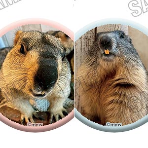 マーモットカフェ「マーモット村」 缶バッジコレクション 6個入りBOX