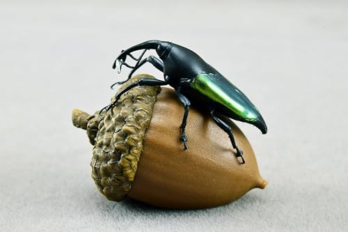 涅槃 エレガンスオサゾウムシ フィギュア 2.9CM メタリックグリーン 冷蔵庫貼り 磁気飾り物 マグネット リアル 成虫 図鑑 昆虫 甲虫 樹脂 大人安心 プラモ おもちゃ 模型 完成品 [並行輸入品]